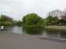  saule pleureur, regent's Park